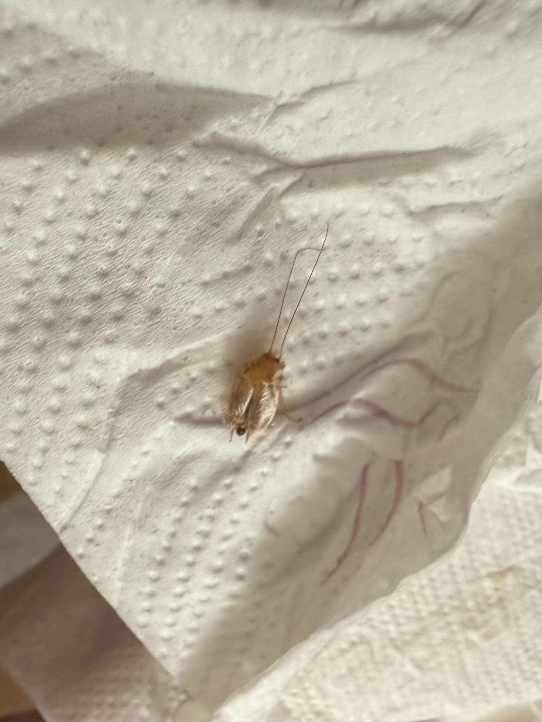 Schaben Im Schrank