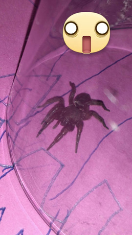 Spinne in der Wohnung - (Spinnen, Spinnen-Art)