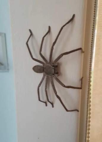 Was für eine Spinne ist das?