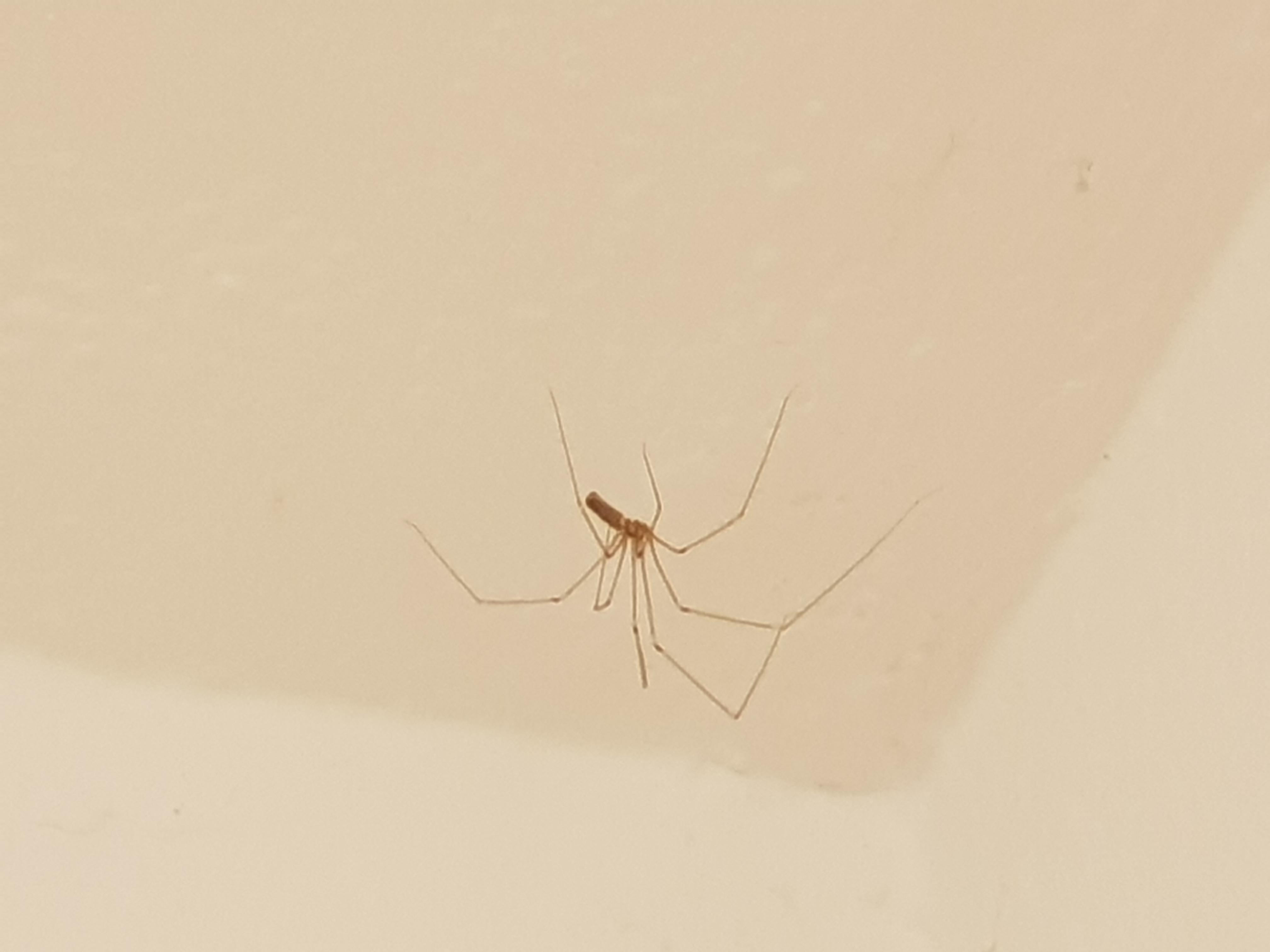 Was für eine Spinne ist das an der Decke? (Tiere, Spinnen, Raumklima)