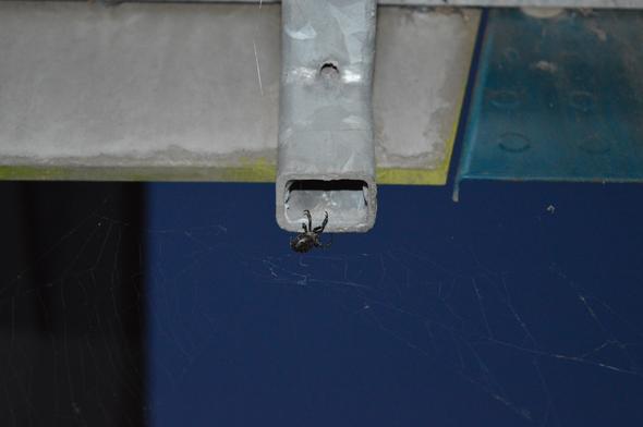 Spinne - (Natur, Spinnen)
