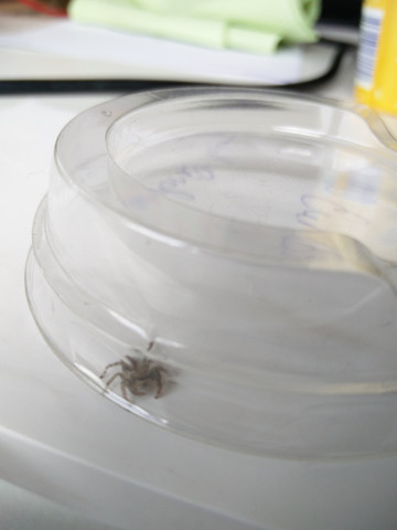 spinne1 - (Spinnen, Spinnenart)