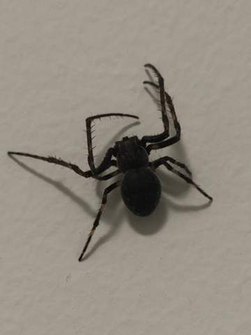 Was für eine Spinnenart ist das und ist sie giftig?