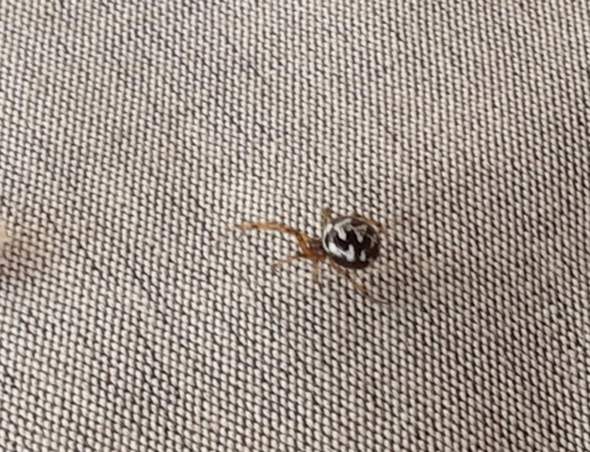 Was Fur Eine Spinnenart Ist Das Weisse Flecken Tiere Garten Natur