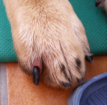 was fur eine verletzung hat mein hund an seiner vorderen rechten pfote haustiere tierarzt tierschutz