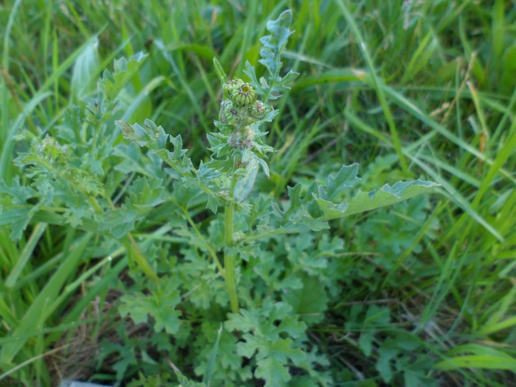 Was für eine Wiesenpflanze ist das? (Biologie, Pflanzen, Kräuter)