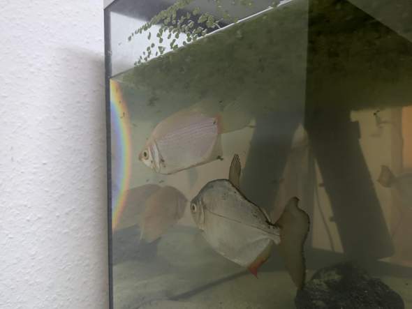 Bild zum Beitrag