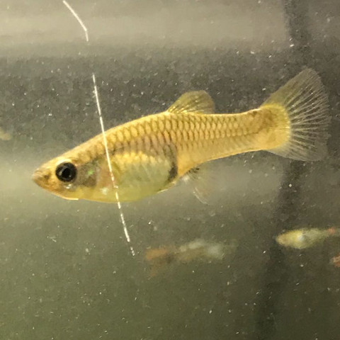 - (Fische, Aquarium, Aquaristik)