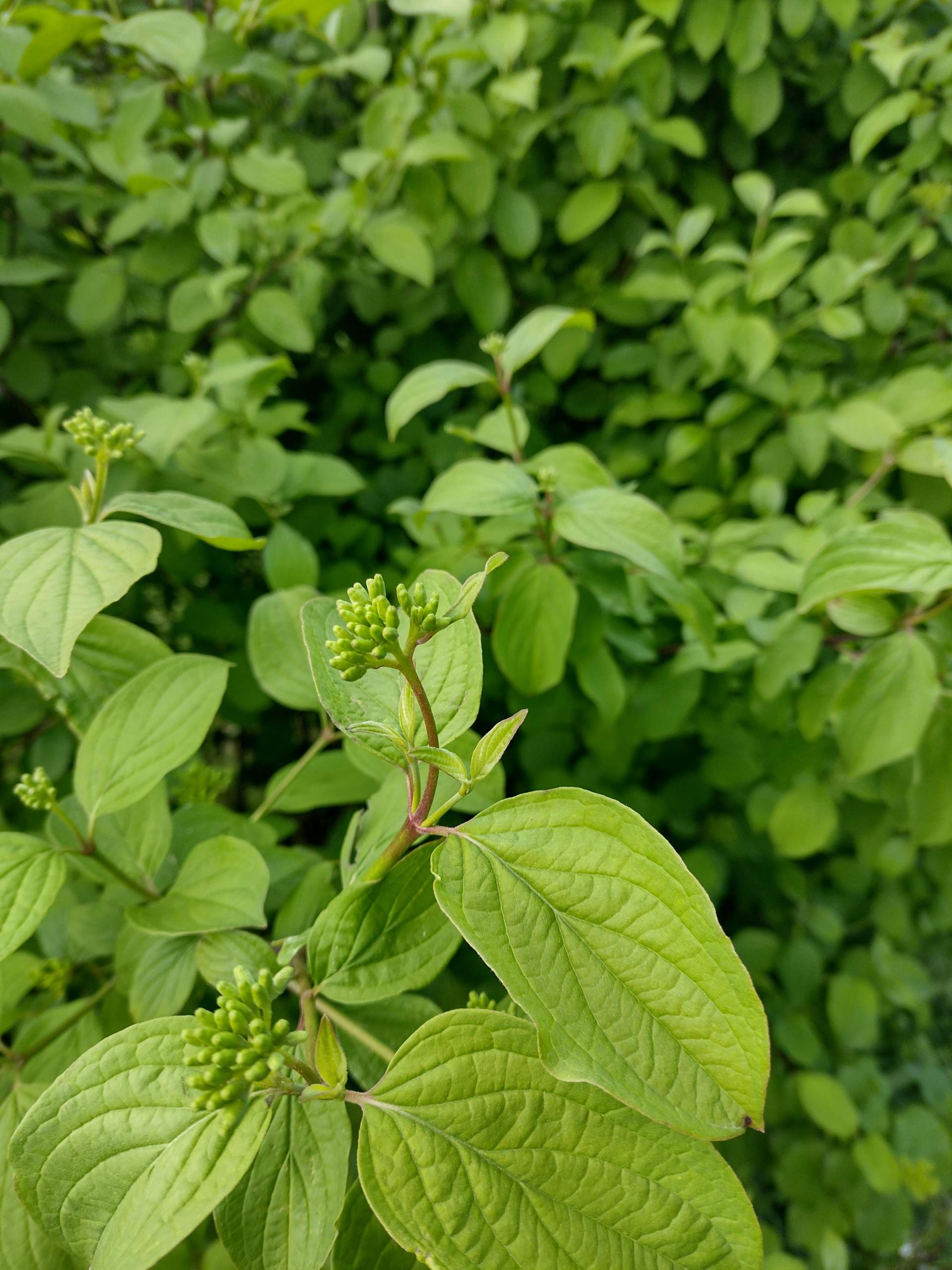 Was für Gartensträucher sind dies? (Pflanzenbestimmung, Sträucher)