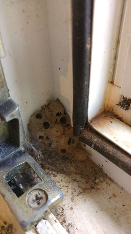 Foto vom Nest - (Insekten, Insektennest)