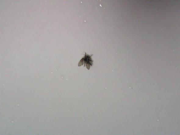 Insekt 1 - (Insekten, Zoologie, Artbestimmung)