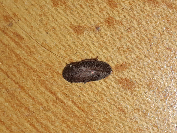 Kleine Kafer Im Bett Bilder