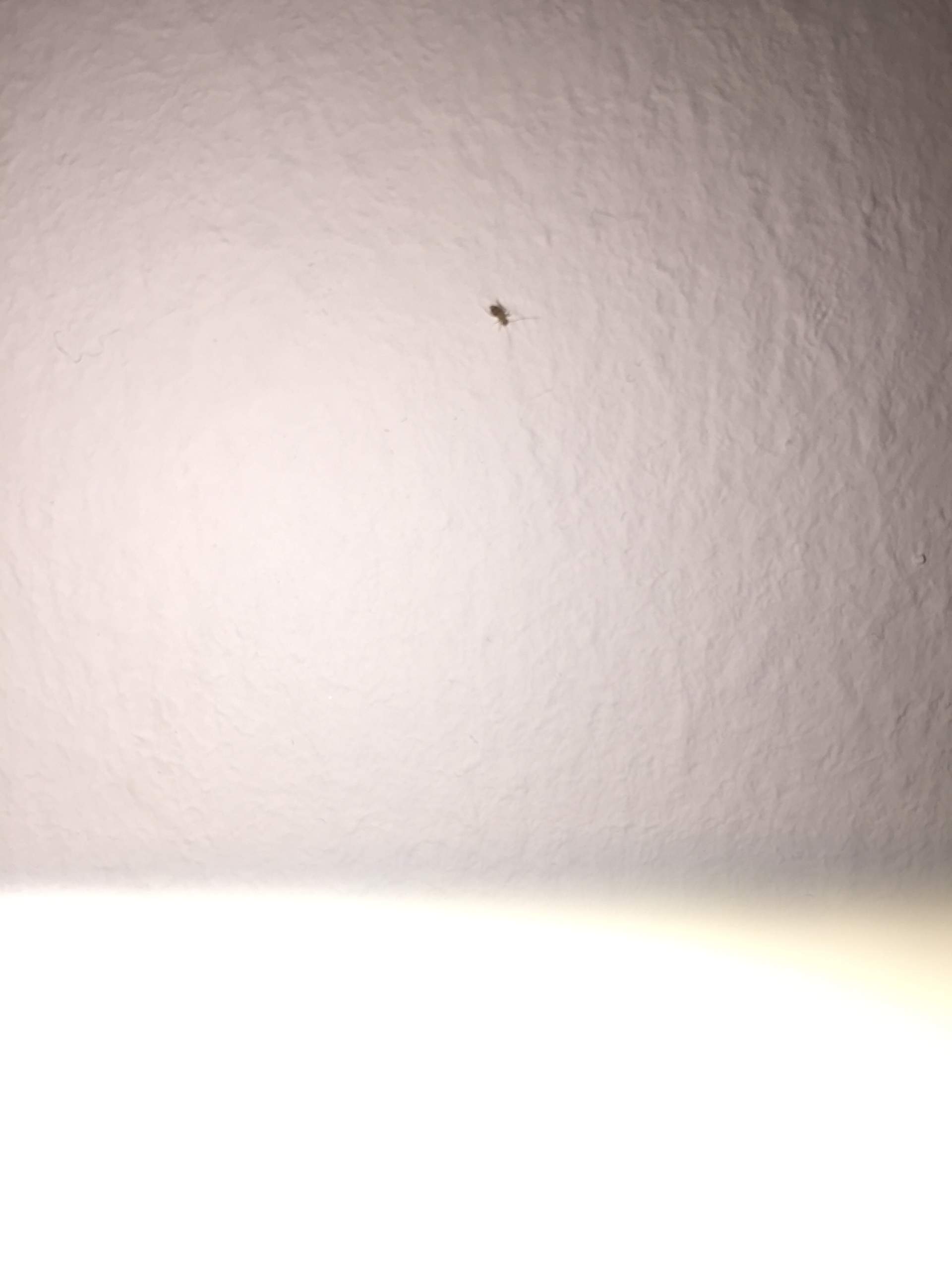 Was für kleine Käfer sind das da auf meiner Wand? (Haushalt, Insekten)