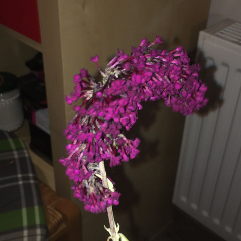 Das ist sie - (Pflanzen, Blumen, Botanik)