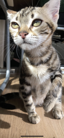 - (Tiere, Katze, Katzen)
