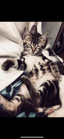 - (Tiere, Katze, Katzen)