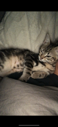 - (Tiere, Katze, Katzen)