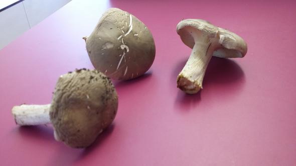 Foto 2 - (Ernährung, Biologie, Erdkunde)