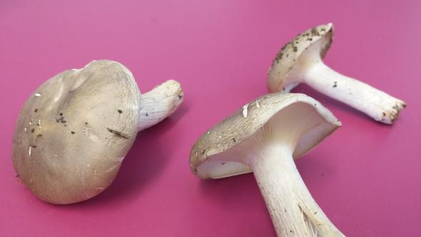 Foto 3 - (Ernährung, Biologie, Erdkunde)