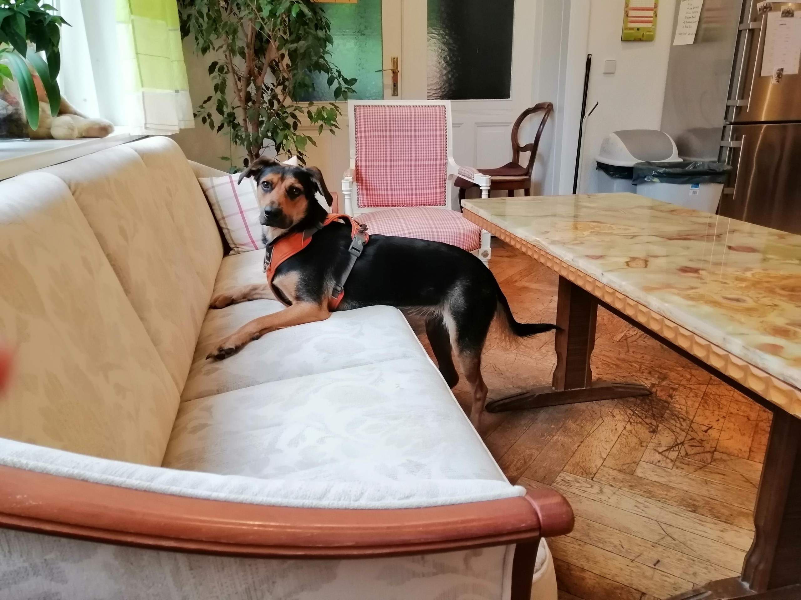 Hunde Stecken Ineinander Fest Was Tun Was für Rassen stecken in ihr? (Hund, Rasse)