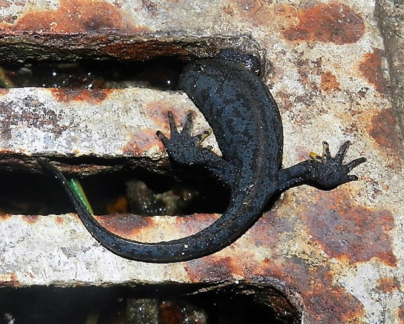 Bei uns im Keller - (Molch, Salamander, Was für Tier)