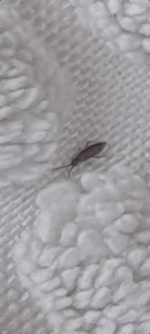 Was für Tiere sind das? Grau mit langen Fühlern und winzig ...