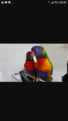 Was für Vögel arten gibt es in Tierladen in münster?