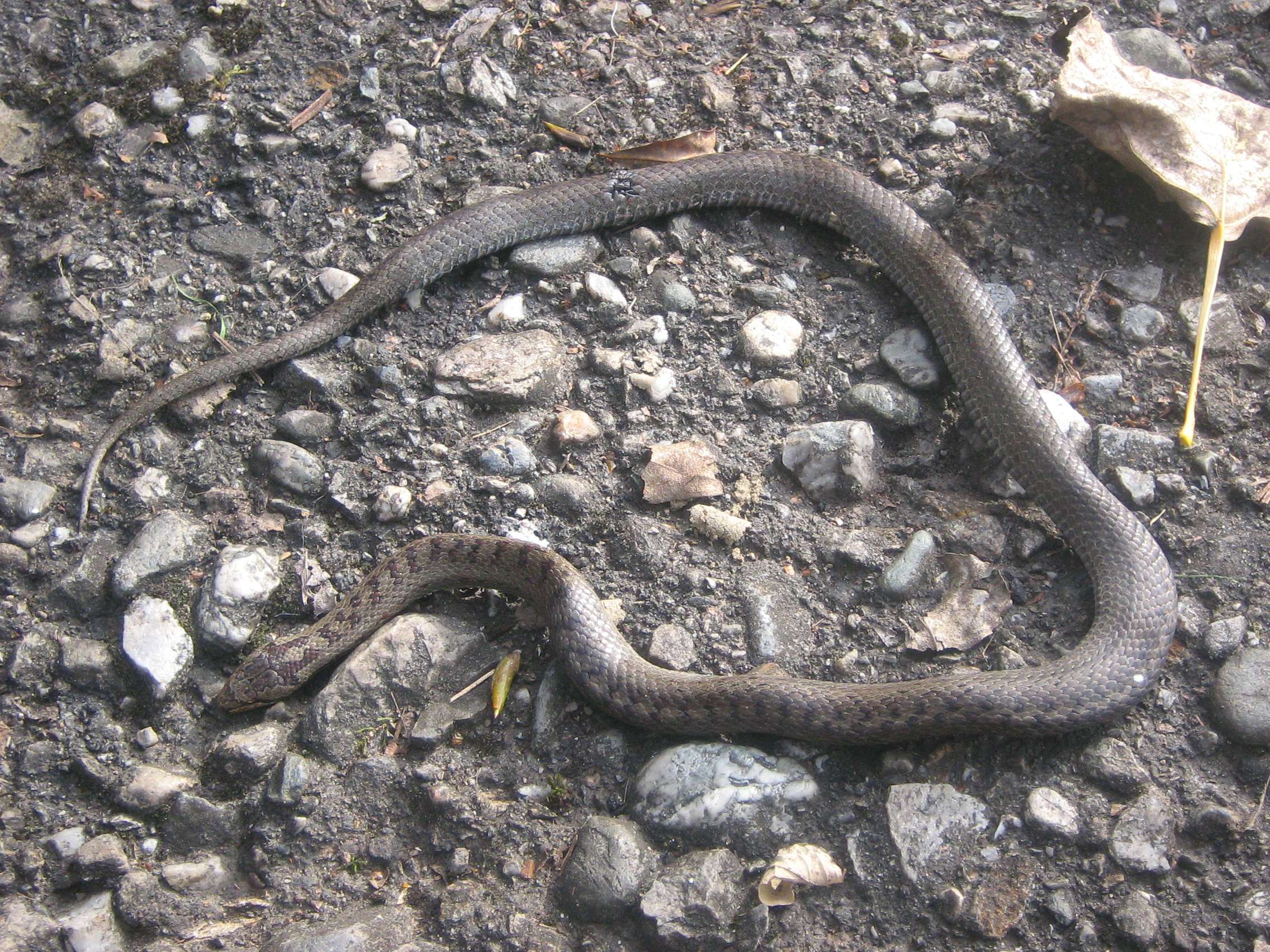Was füreine Schlangenart ist das?..? (Tiere, Haustiere, Tierhaltung)