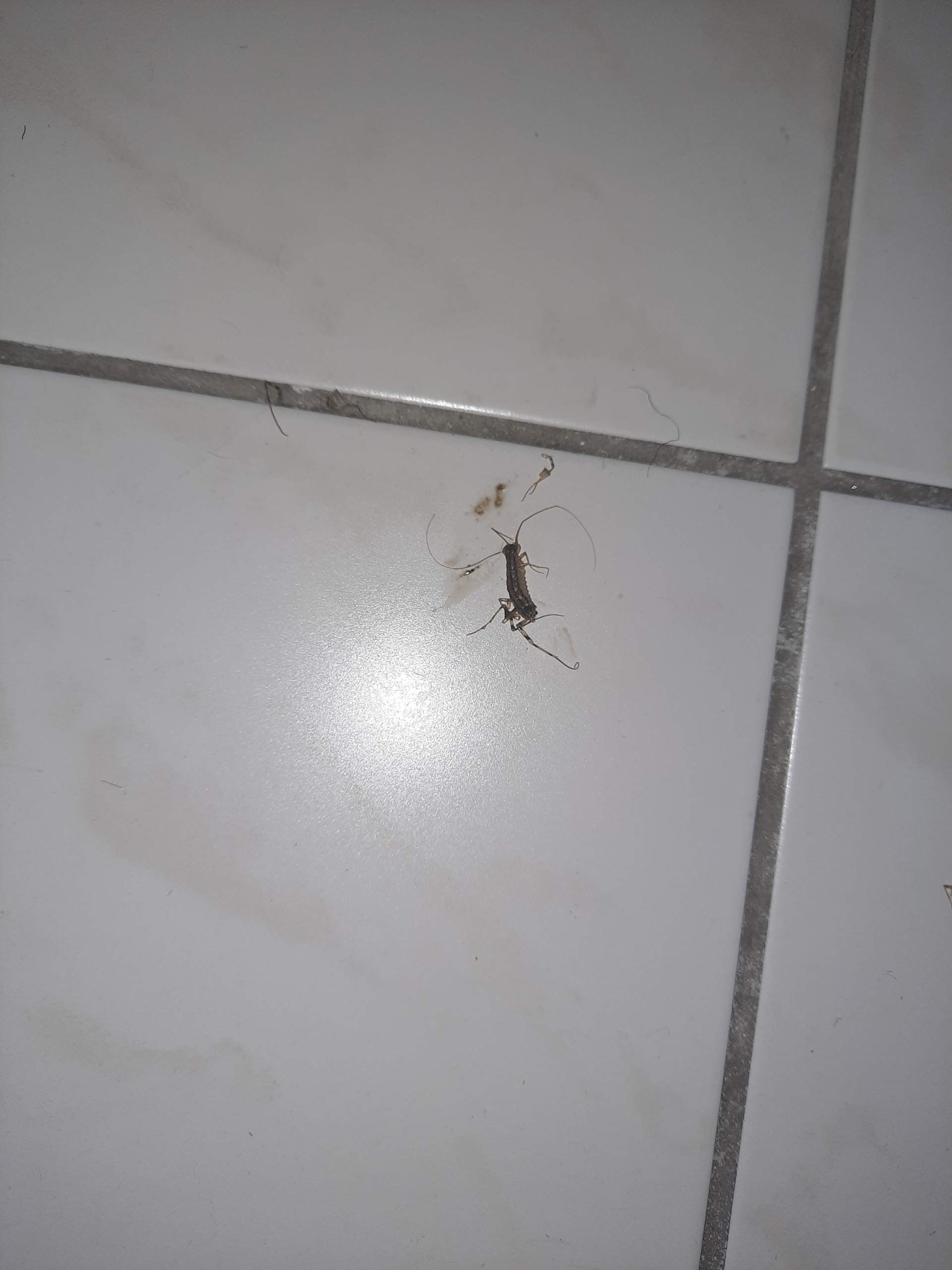 Was fürn Insekt ist das? (Insekten, Schädlinge, Ungeziefer)