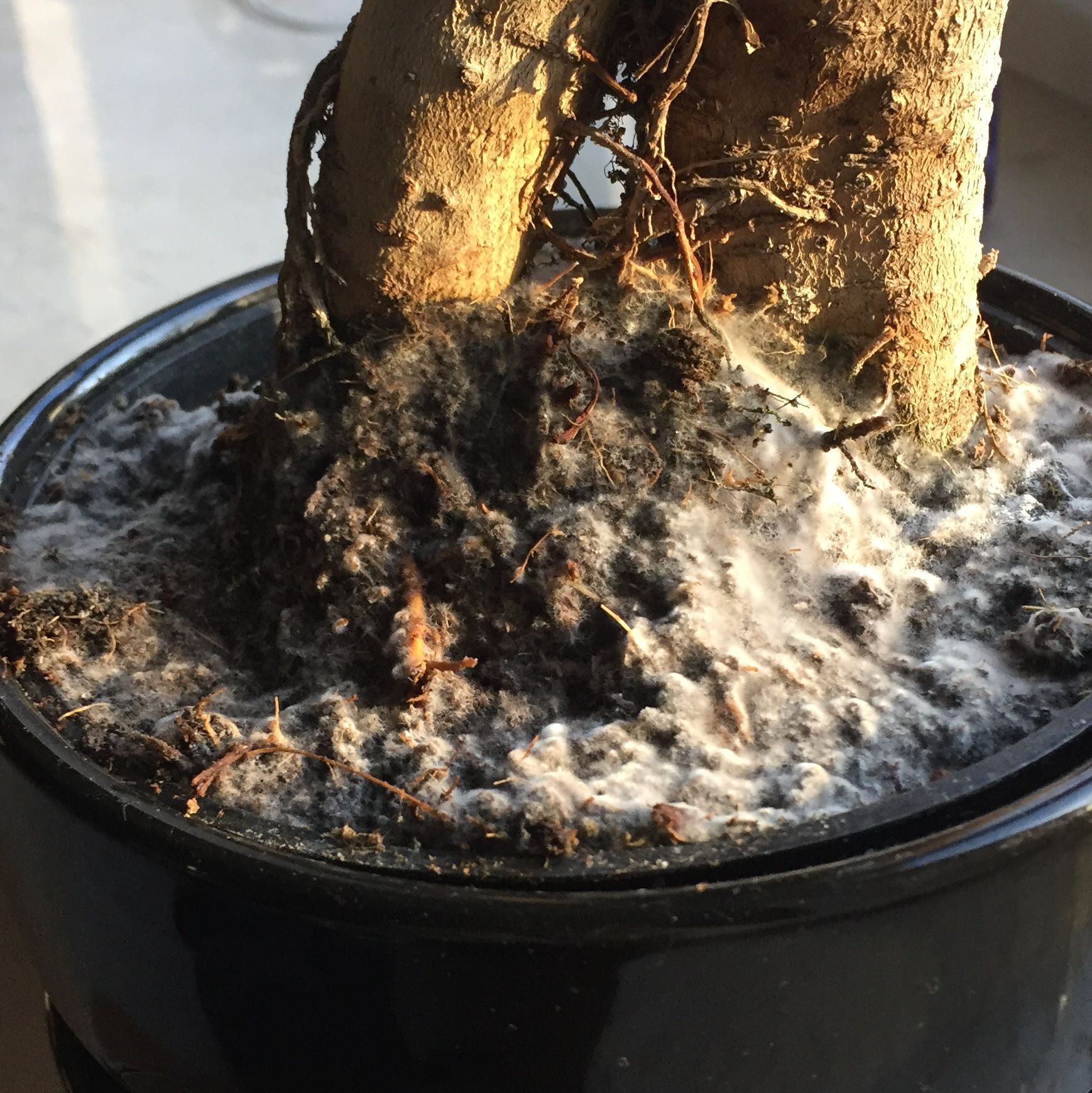 Was gegen Schimmel auf der Bonsai Baum Erde tun?