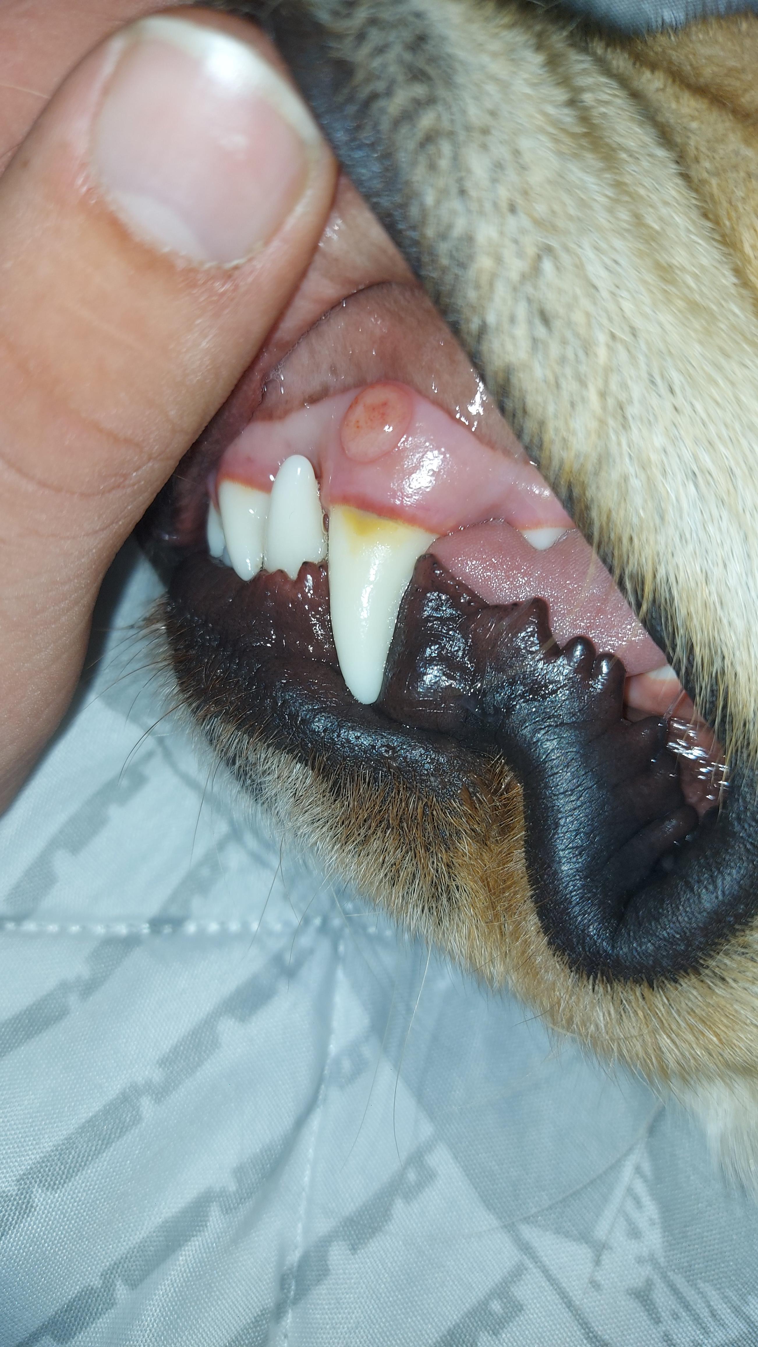 Was genau hat mein Hund da am Zahnfleisch? (Gesundheit und Medizin)