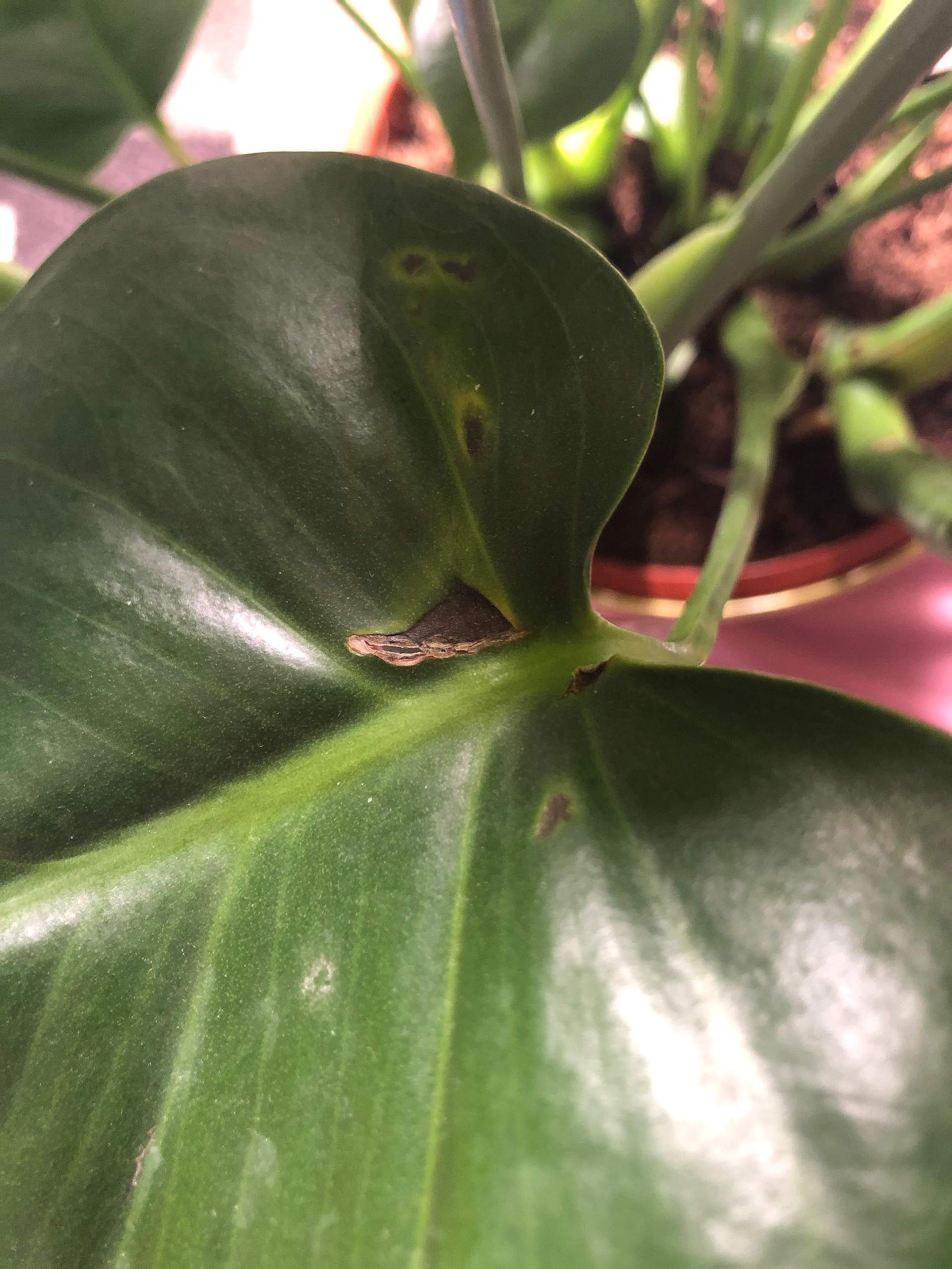 Was genau ist das an meiner monstera? (Flecken, Baum, Pflanzenpflege)