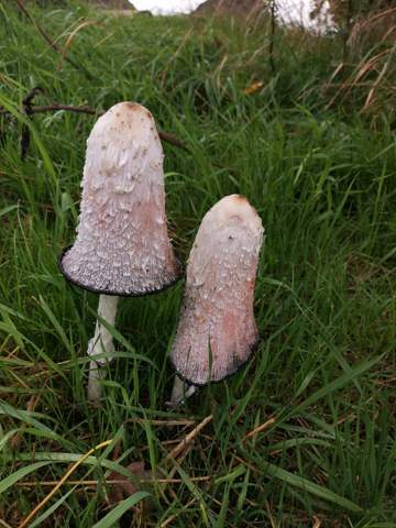 Was Genau Ist Das Fur Ein Pilz Garten Pilze Natur Und Umwelt