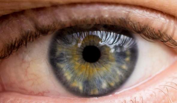 Was genau ist das für eine Augenfarbe, Blau-Gelb oder Grau-Gelb?