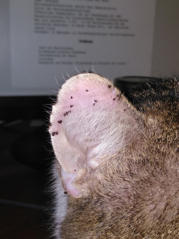 Was Genau Ist Das Fur Parasiten Am Ohr Meiner Katze Katzen