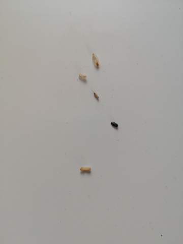 Was Genau Sind Das Fur Larven Kafer Tiere Insekten Schadlinge