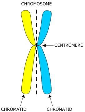 Chromosom - (Schule, Biologie, Genetik)