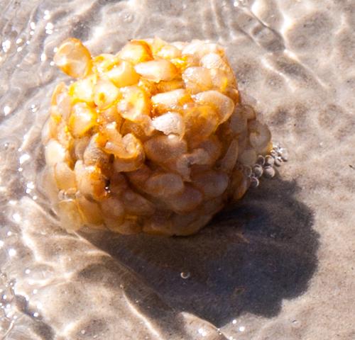 Was habe ich da am Strand gefunden? (Blasen, gelb, Meeresbiologie)