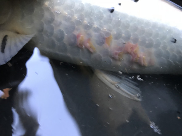 Was Haben Die Kois Krankheit Fische Teich