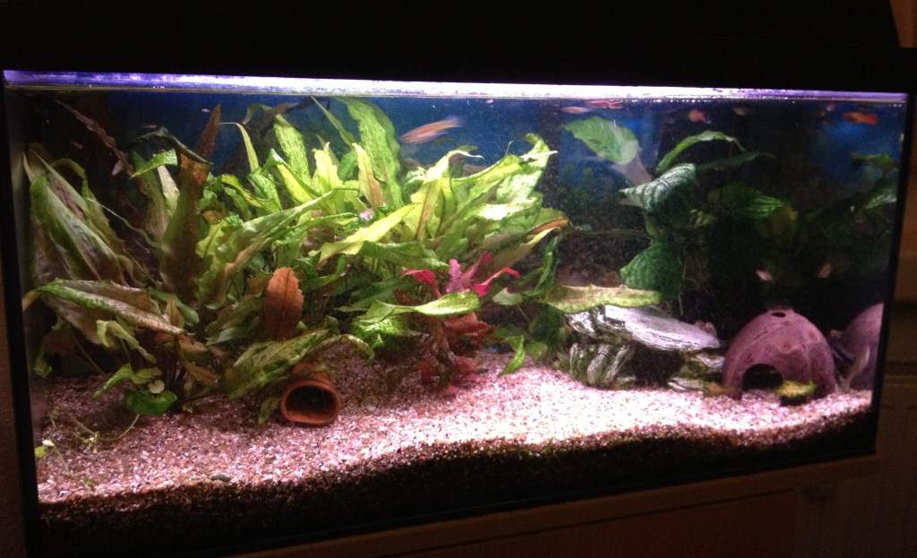 was haben meine Fische? (Krankheit, Aquarium, Welse)