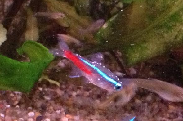 was haben meine Fische? (Krankheit, Aquarium, Welse)