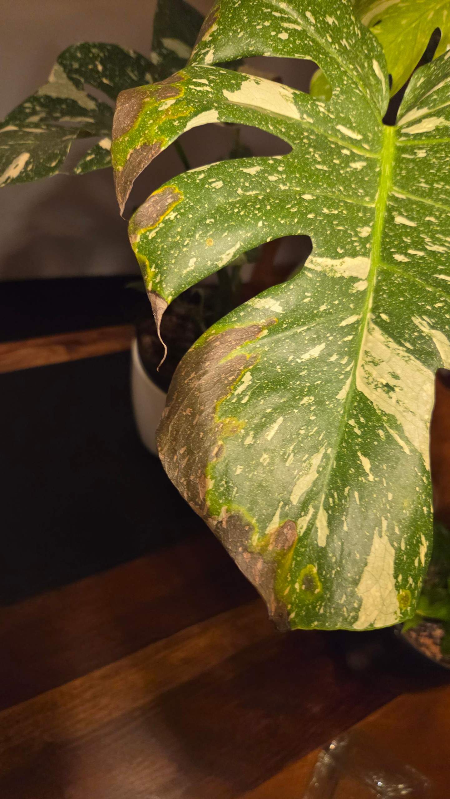Was haben meine Monstera Thai Constellation? (Pflanzenpflege,  Zimmerpflanzen, Pflanzenkrankheit)