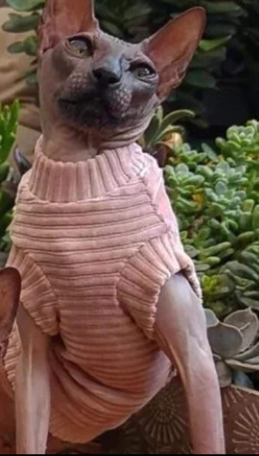 Was haltet ihr von Sphynx Katzen? (Allergie, Katzenrasse)