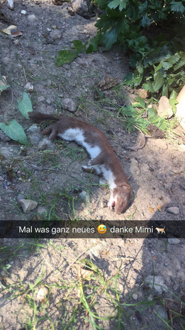 Was Hat Da Meine Katze Gebracht Und Wie Entsorge Ich Es D Bild