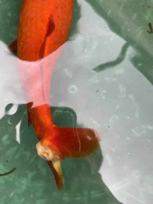 Was hat der Fisch? (Krankheit, Teich, Goldfische)