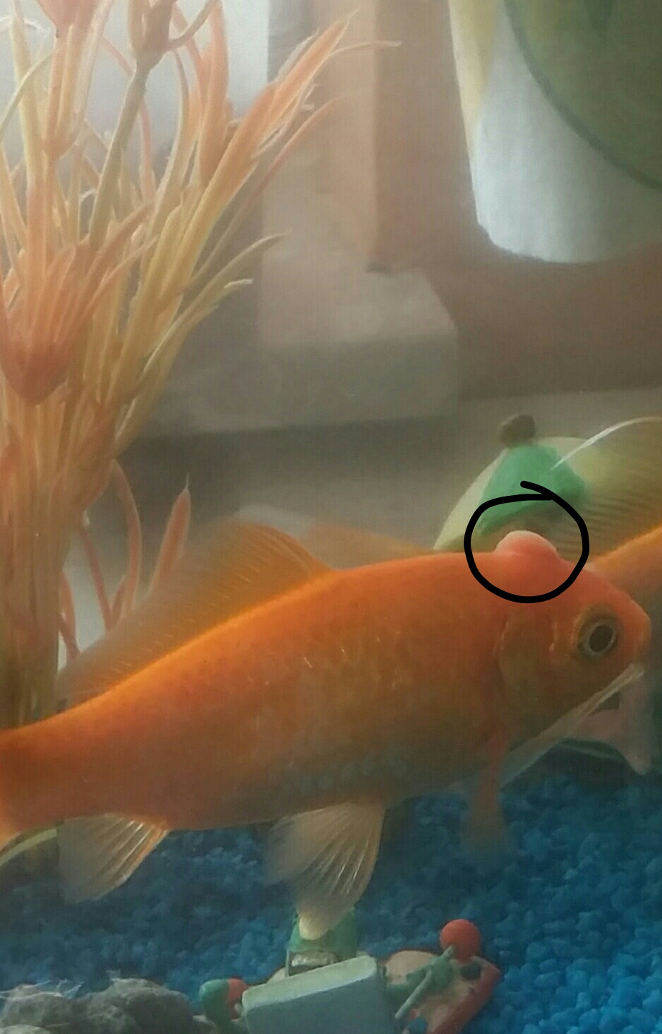 Was hat der Fisch am Kopf? (Wasser, Fische, Aquarium)