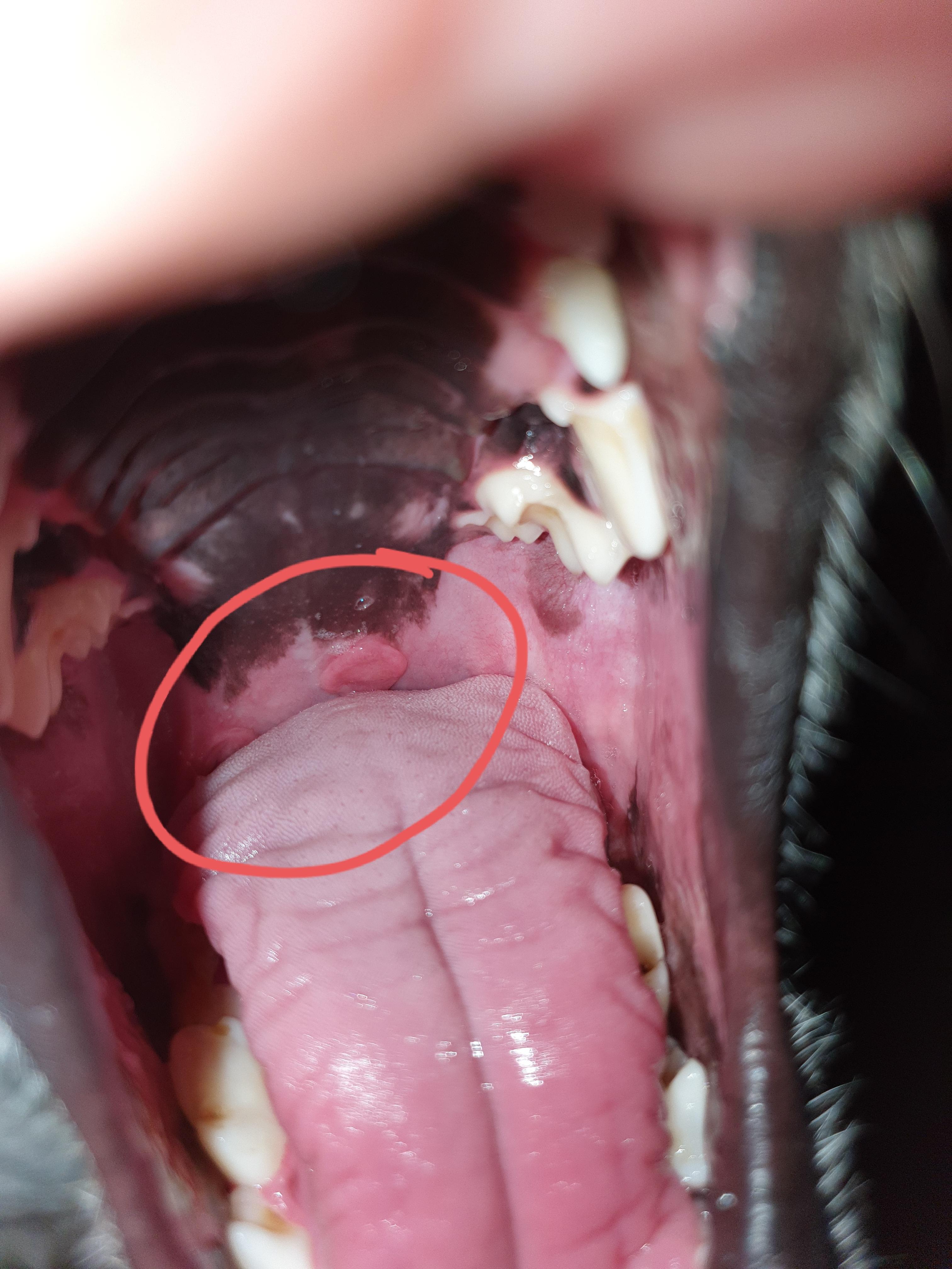 Was hat der Hund am Gaumen? (Gesundheit und Medizin, Tiere)
