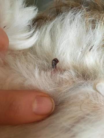 was hat der hund an der haut zecke