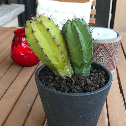 Bild Kaktus - (Pflanzen, Sonne, Kaktus)