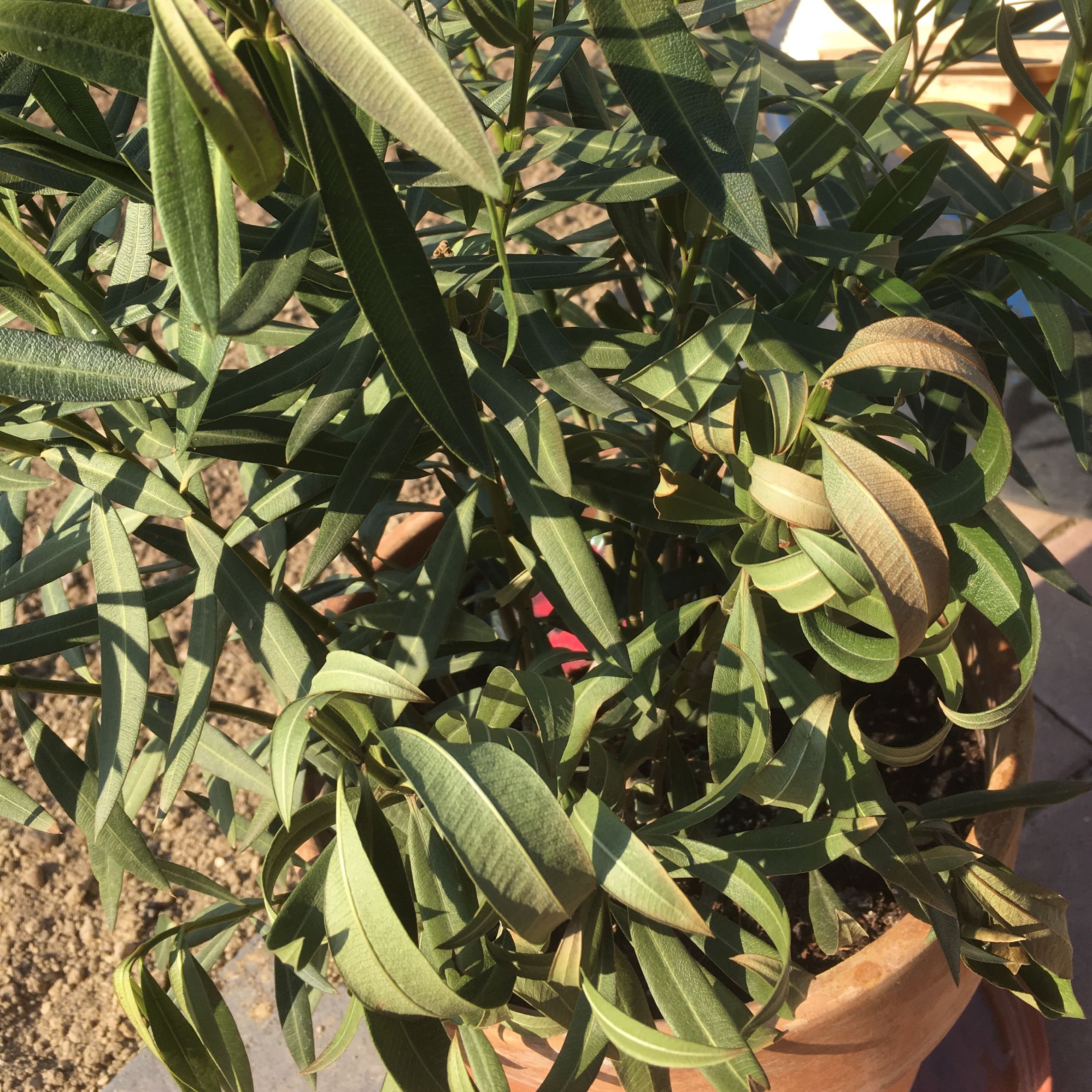 Was hat der Oleander nur? (Garten, Pflanzen) Was hat der Oleander nur? (Garten, Pflanzen)
